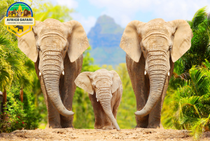 AFRICO SAFARI AMBOSELI